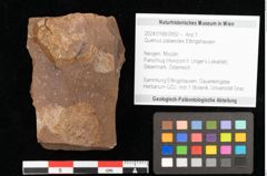 Foto (Objekt + Etikett) von Quercus palaeoilex Ettingshausen (NHMW-GEO-2024-0188-0952)